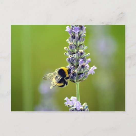 Hummel auf Lavendel Postkarte (Vorderseite)