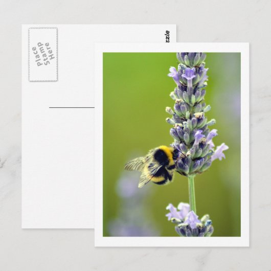 Hummel auf Lavendel Postkarte (Vorne/Hinten)