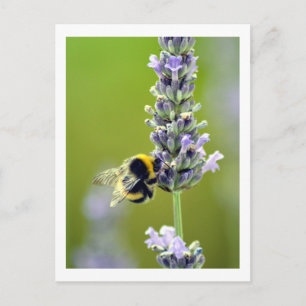 Hummel auf Lavendel Postkarte