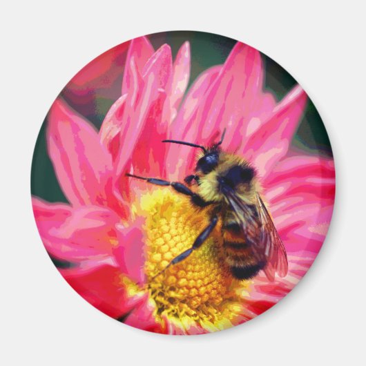 Hummel auf rosa Gänseblümchen-Blumenkunst  Magnet (Vorne)