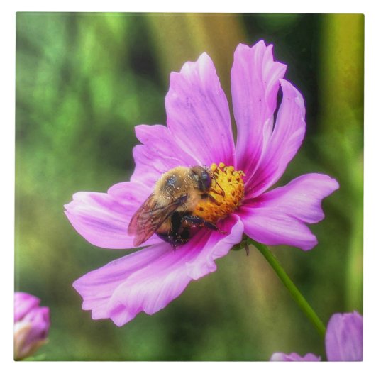 Hummel auf rosa Kosmos Fliese (Vorderseite)