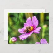 Hummel auf rosa Kosmos Postkarte (Vorne/Hinten)