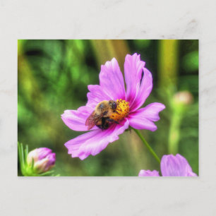 Hummel auf rosa Kosmos Postkarte