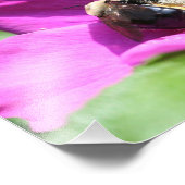 Hummel auf rosa Rose 10x8 Natur Fotodruck (Ecke)