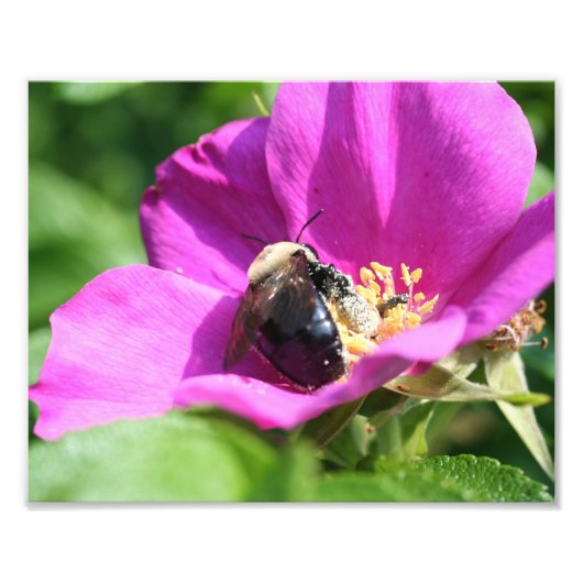Hummel auf rosa Rose 10x8 Natur Fotodruck (Vorne)