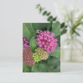 Hummel auf Rose Milkweed Postkarte (Stehend Vorderseite)