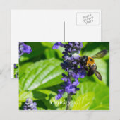 Hummel auf Salvia Danke Postkarte (Vorne/Hinten)