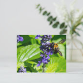 Hummel auf Salvia Danke Postkarte (Stehend Vorderseite)