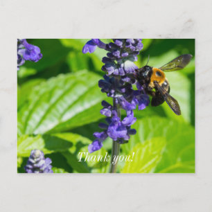 Hummel auf Salvia Dankeschön-Postkarte Postkarte
