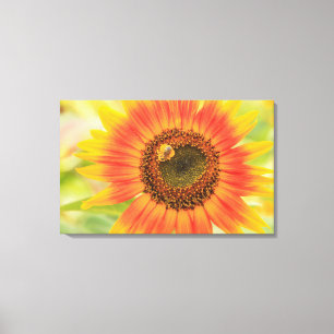 Hummel auf Sonnenblumen, Gemeindegarten Leinwanddruck