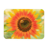 Hummel auf Sonnenblumen, Gemeindegarten Magnet (Horizontal)