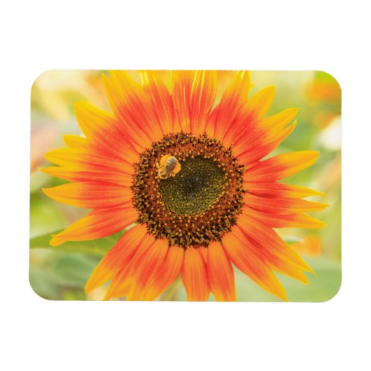 Hummel auf Sonnenblumen, Gemeindegarten Magnet (Horizontal)