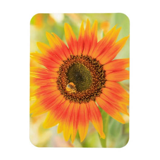 Hummel auf Sonnenblumen, Gemeindegarten Magnet (Vertikal)