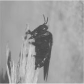 Hummel Aufkleber (Vorderseite)