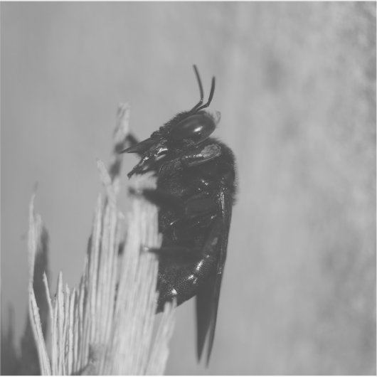 Hummel Aufkleber (Vorderseite)