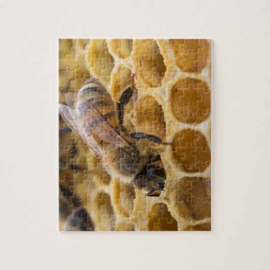 Hummel Bee Inside Honeycomb Jigsaw Puzzle (Vertikal)
