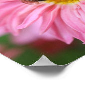 Hummel Bee On Pink Daisy Blume Mirror Abstrakt Poster (Ecke)