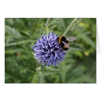 Hummel-Biene auf Distel