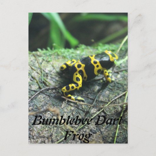 Hummel Dart Frog # 2 Postkarte (Vorderseite)