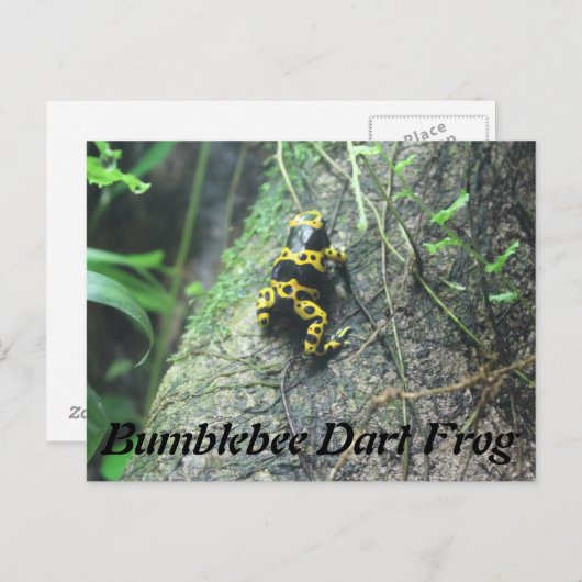 Hummel Dart Frog # 3 Postkarte (Vorne/Hinten)