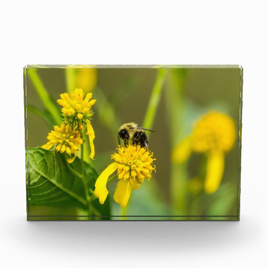 Hummel Fotoblock (Vorderseite)