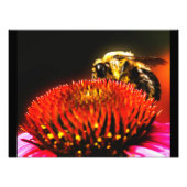 Hummel Fotodruck (Vorne)