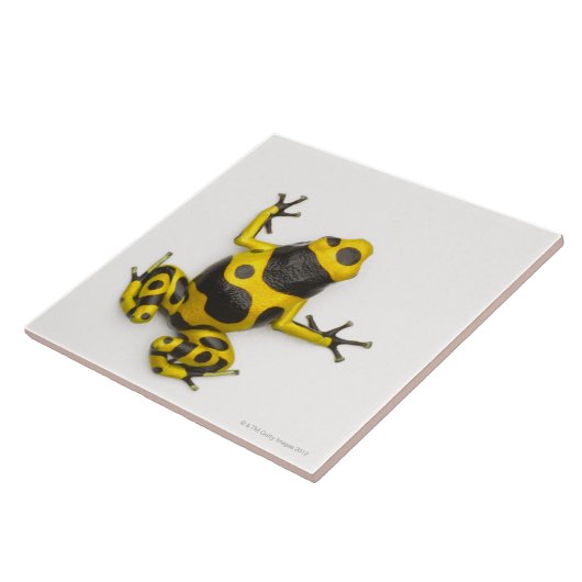 Hummel-Gift-Pfeil-Frosch Fliese (Seite)