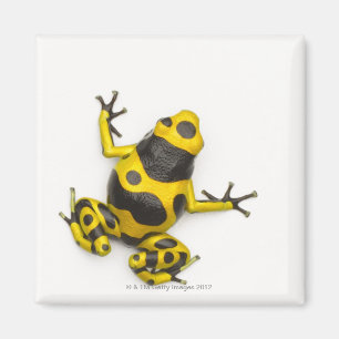 Hummel-Gift-Pfeil-Frosch Magnet