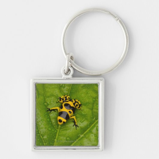 Hummel-Gift-Pfeil-Frosch Schlüsselanhänger (Vorne)