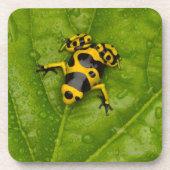 Hummel-Gift-Pfeil-Frosch Untersetzer (Vorderseite)