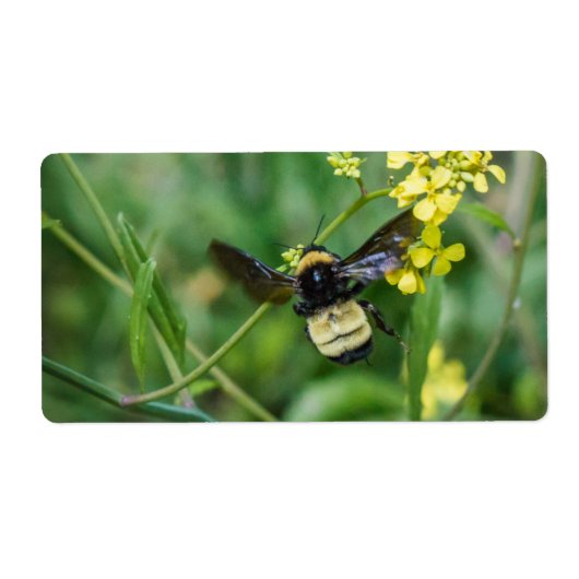 Hummel im Flug (Vorne)