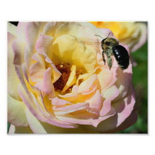 Hummel im Flug 10x8 Natur Fotodruck