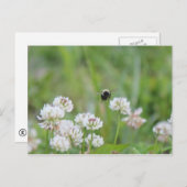 Hummel in der Klee Postkarte (Vorne/Hinten)