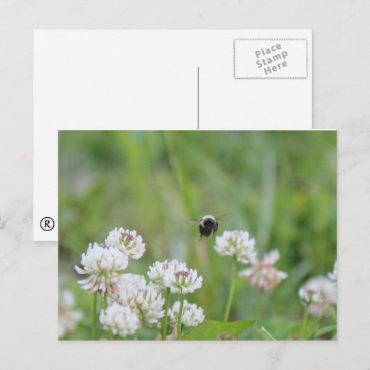 Hummel in der Klee Postkarte (Vorne/Hinten)