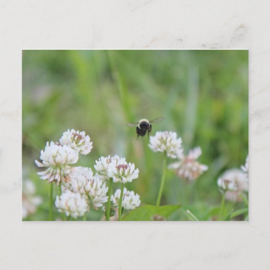 Hummel in der Klee Postkarte (Vorderseite)