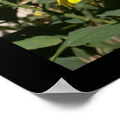 Hummel in einer Sonnenblume Poster (Ecke)