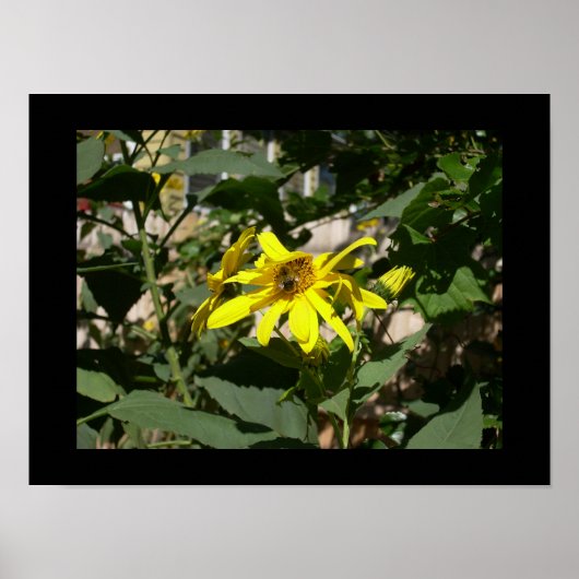 Hummel in einer Sonnenblume Poster (Vorne)