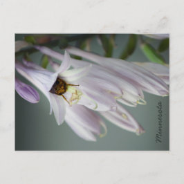Hummel in Hosta Postkarte