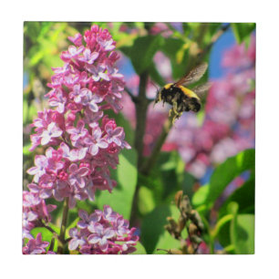 Hummel landet auf Flieder Fliese