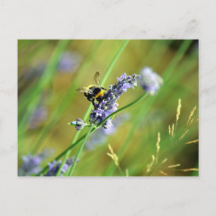 Hummel & Lavendel Postkarte