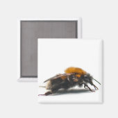 Hummel Magnet (Vorderseite/Rückseite)