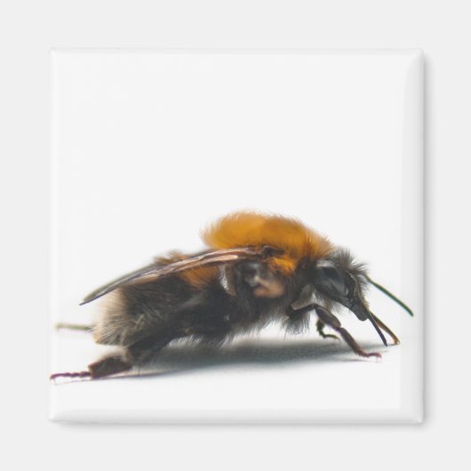 Hummel Magnet (Vorne)