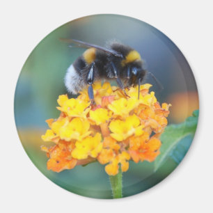 Hummel-Magnet Magnet