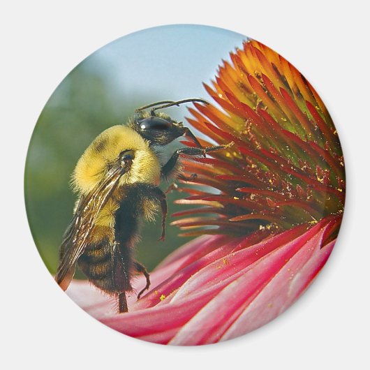 Hummel mit Himmelsherz Magnet (Vorne)