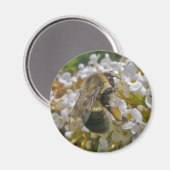 Hummel mit Pollenkörbe-Magnet Magnet (Vorderseite/Rückseite)