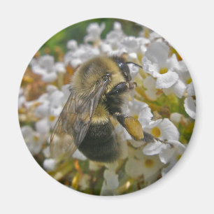 Hummel mit Pollenkörbe-Magnet Magnet