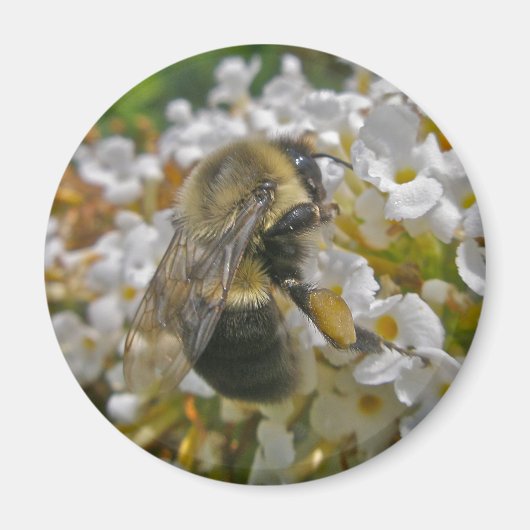 Hummel mit Pollenkörbe-Magnet Magnet (Vorne)