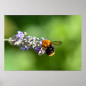 Hummel Poster (Vorne)