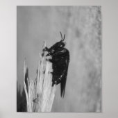 Hummel Poster (Vorne)