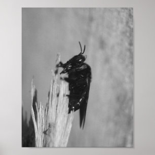 Hummel Poster